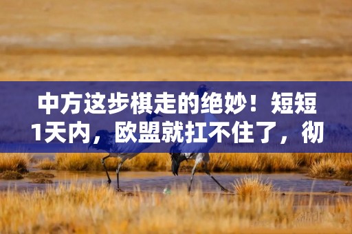 中方这步棋走的绝妙！短短1天内，欧盟就扛不住了，彻底服软！