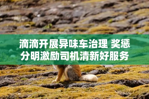 滴滴开展异味车治理 奖惩分明激励司机清新好服务