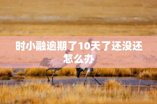 时小融逾期了10天了还没还怎么办