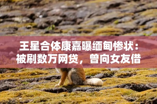 王星合体康嘉曝缅甸惨状：被刷数万网贷，曾向女友借钱分期偿还