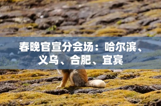 春晚官宣分会场：哈尔滨、义乌、合肥、宜宾