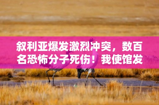 叙利亚爆发激烈冲突，数百名恐怖分子死伤！我使馆发布紧急提醒
