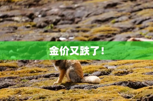 金价又跌了！
