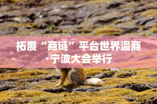 拓展“商链”平台世界温商·宁波大会举行