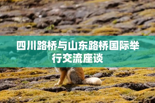 四川路桥与山东路桥国际举行交流座谈