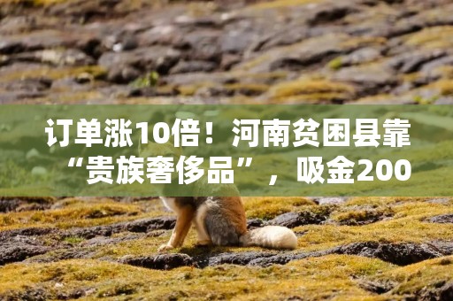 订单涨10倍！河南贫困县靠“贵族奢侈品”，吸金200亿，遍地是富豪
