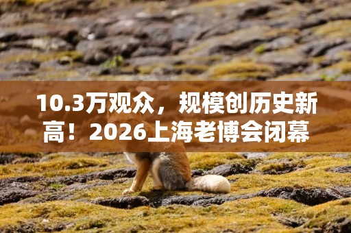 10.3万观众，规模创历史新高！2026上海老博会闭幕