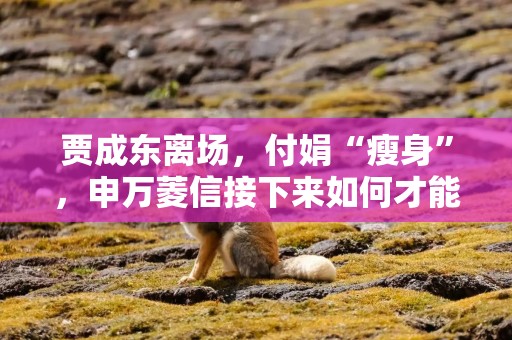 贾成东离场，付娟“瘦身”，申万菱信接下来如何才能打出好牌？