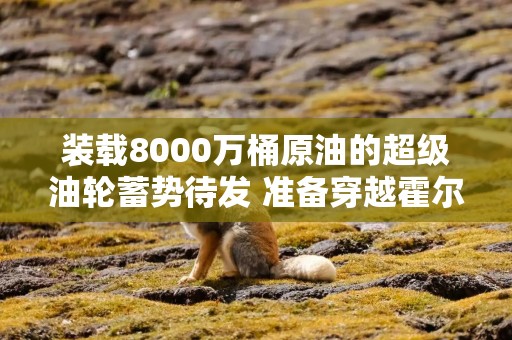 装载8000万桶原油的超级油轮蓄势待发 准备穿越霍尔木兹海峡