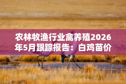 农林牧渔行业禽养殖2026年5月跟踪报告：白鸡苗价坚挺 黄鸡或迎景气上行