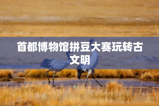 首都博物馆拼豆大赛玩转古文明