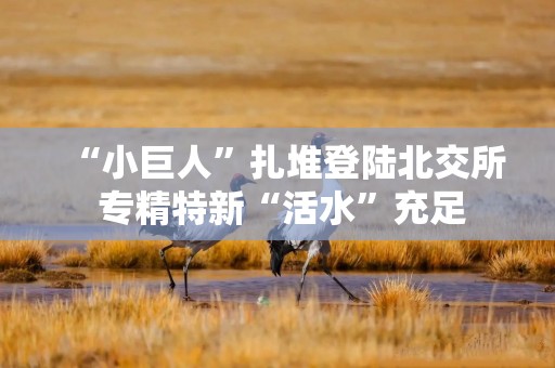 “小巨人”扎堆登陆北交所 专精特新“活水”充足