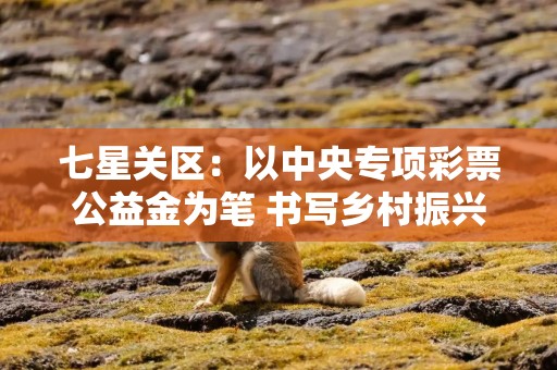 七星关区：以中央专项彩票公益金为笔 书写乡村振兴新篇章