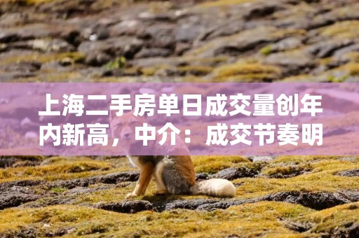 上海二手房单日成交量创年内新高，中介：成交节奏明显加快，挂牌价格微涨