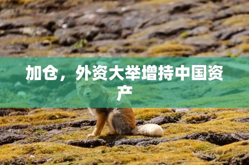 加仓，外资大举增持中国资产