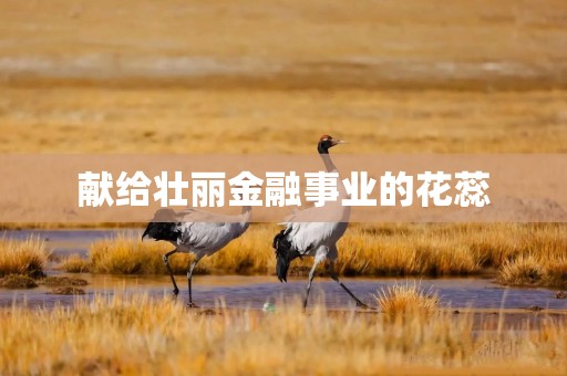 献给壮丽金融事业的花蕊
