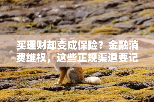 买理财却变成保险？金融消费维权，这些正规渠道要记牢