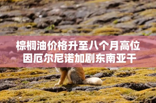 棕榈油价格升至八个月高位 因厄尔尼诺加剧东南亚干旱