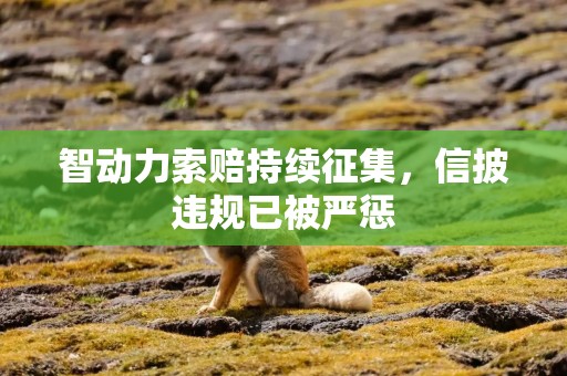 智动力索赔持续征集，信披违规已被严惩