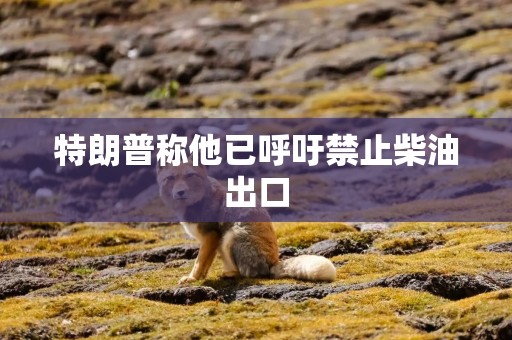 特朗普称他已呼吁禁止柴油出口