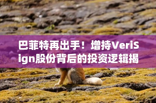 巴菲特再出手！增持VeriSign股份背后的投资逻辑揭秘