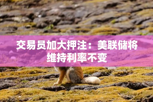 交易员加大押注：美联储将维持利率不变