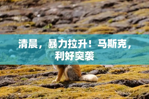 清晨，暴力拉升！马斯克，利好突袭