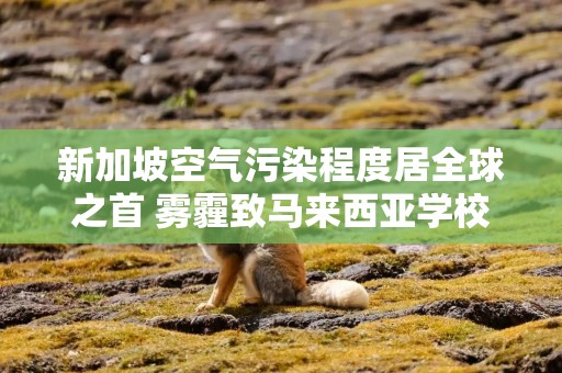 新加坡空气污染程度居全球之首 雾霾致马来西亚学校停课