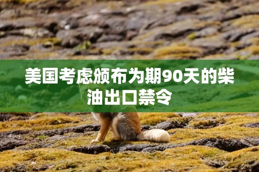 美国考虑颁布为期90天的柴油出口禁令