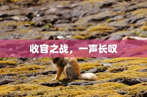 收官之战，一声长叹