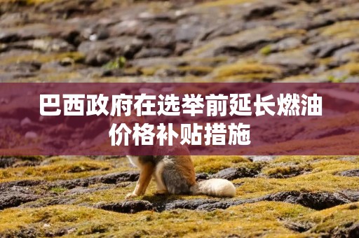 巴西政府在选举前延长燃油价格补贴措施