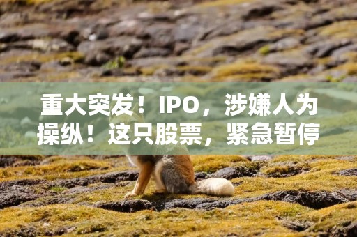 重大突发！IPO，涉嫌人为操纵！这只股票，紧急暂停交易