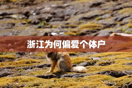 浙江为何偏爱个体户