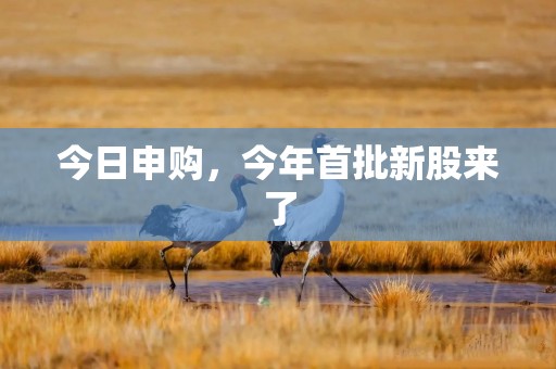 今日申购，今年首批新股来了