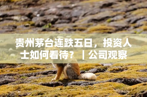 贵州茅台连跌五日，投资人士如何看待？｜公司观察