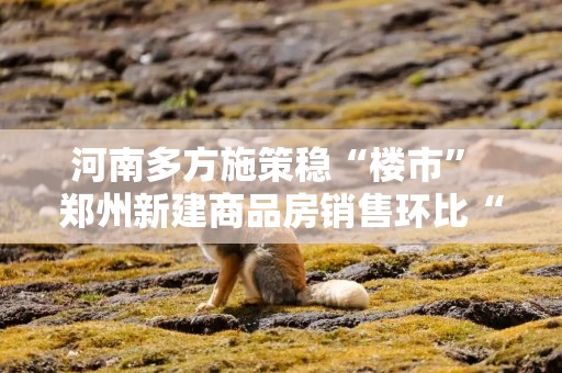 河南多方施策稳“楼市” 郑州新建商品房销售环比“五连增”