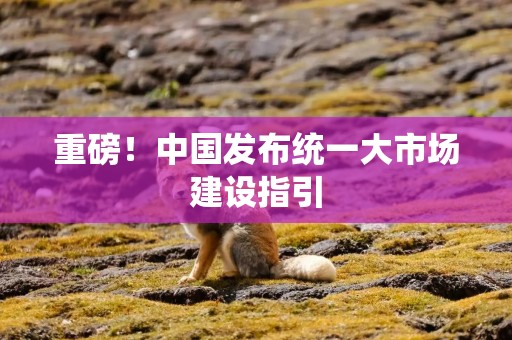 重磅！中国发布统一大市场建设指引