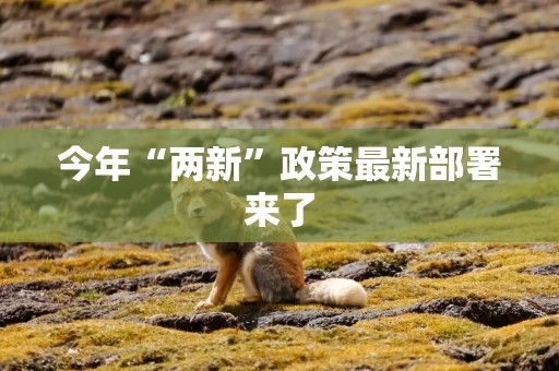 今年“两新”政策最新部署来了