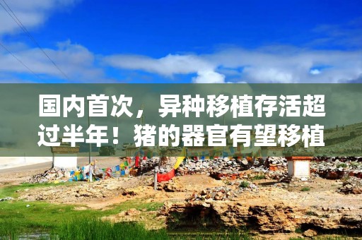 国内首次，异种移植存活超过半年！猪的器官有望移植给人