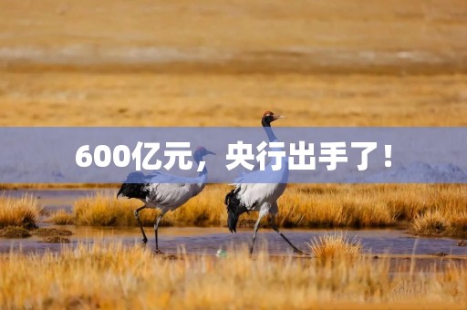 600亿元，央行出手了！