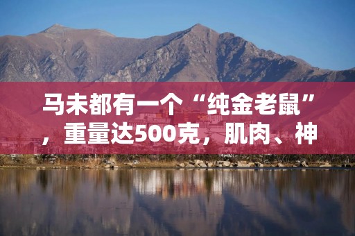 马未都有一个“纯金老鼠”，重量达500克，肌肉、神态栩栩如生