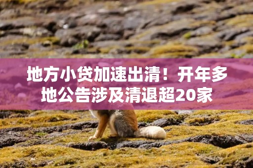 地方小贷加速出清！开年多地公告涉及清退超20家