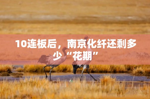 10连板后，南京化纤还剩多少“花期”