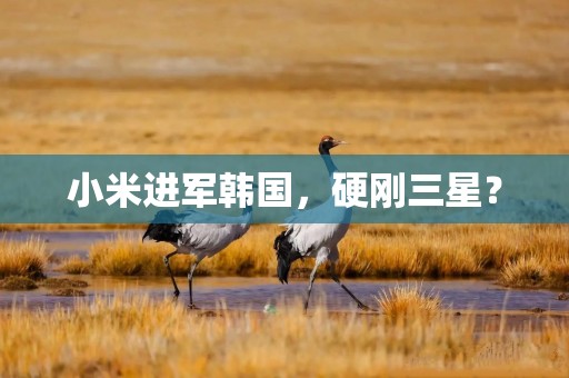 小米进军韩国，硬刚三星？