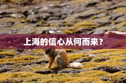 上海的信心从何而来？