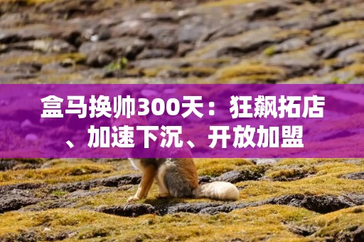 盒马换帅300天：狂飙拓店、加速下沉、开放加盟