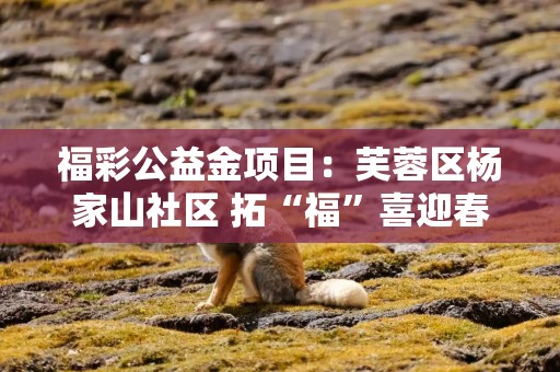 福彩公益金项目：芙蓉区杨家山社区 拓“福”喜迎春