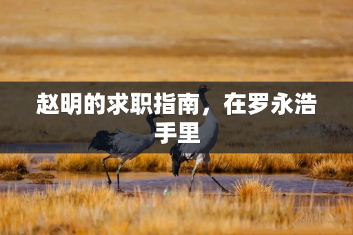 赵明的求职指南，在罗永浩手里