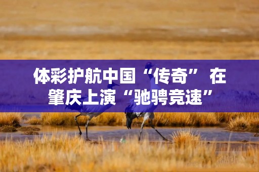 体彩护航中国“传奇” 在肇庆上演“驰骋竞速”