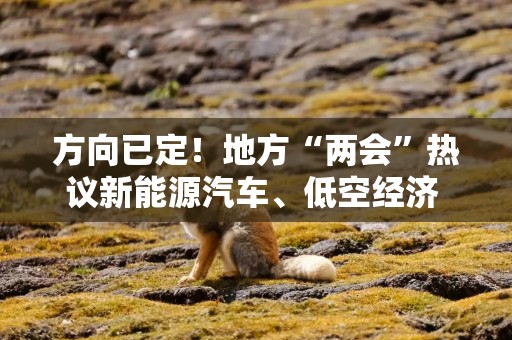 方向已定！地方“两会”热议新能源汽车、低空经济 全产业链提质增效按下 “加速键”